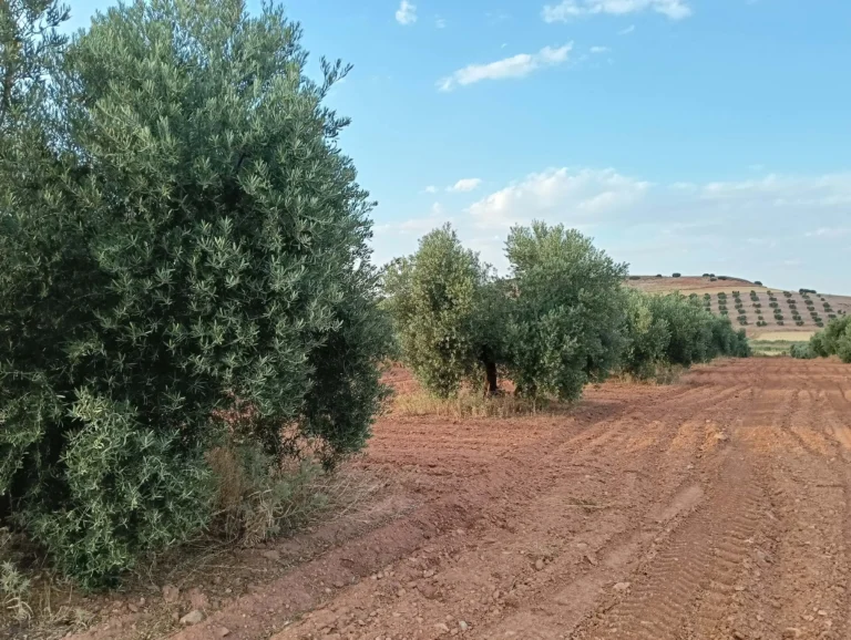 Visitando el olivar, crecimiento de la aceituna