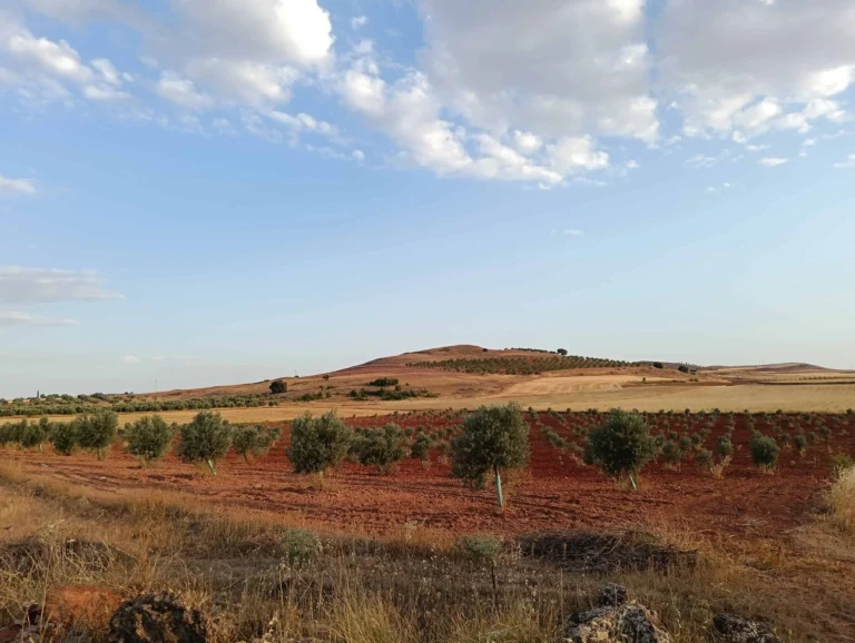 se pueden criar olivos en ecológico