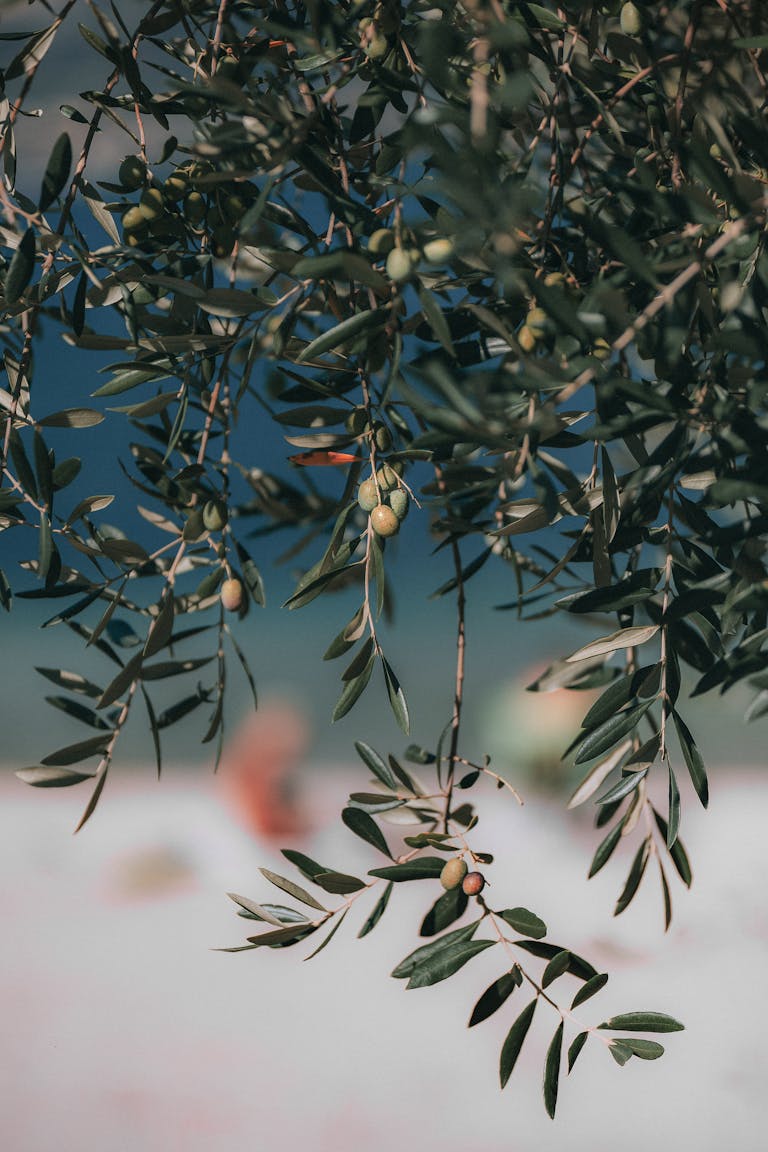 A vibrant olive tree branch with green olives in natural daylight, showcasing freshness and growth.