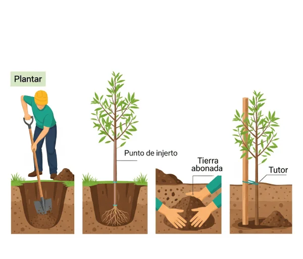 Plantacion almendros