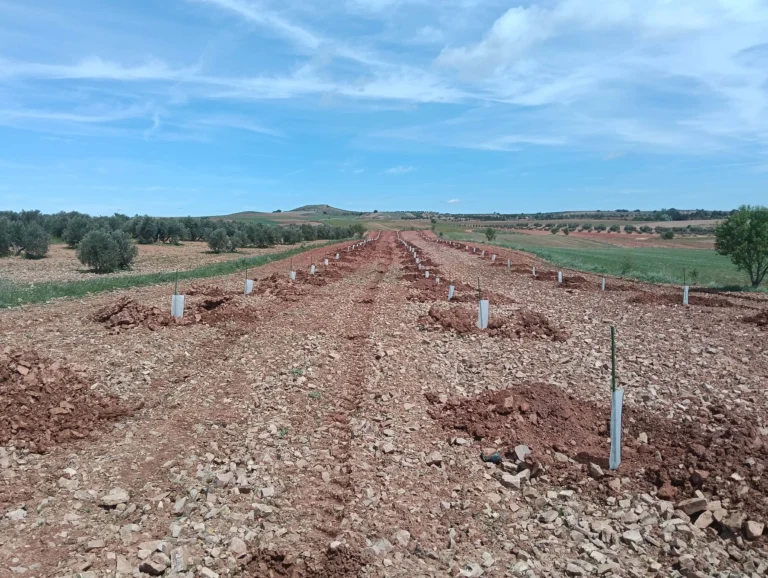 mi nueva plantacion picual