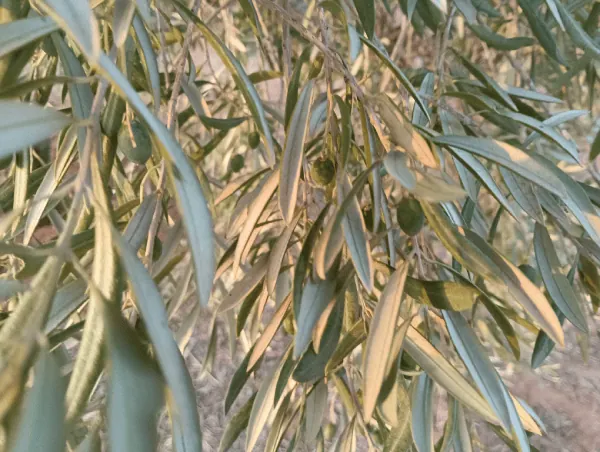 Estrés hídrico en el olivar