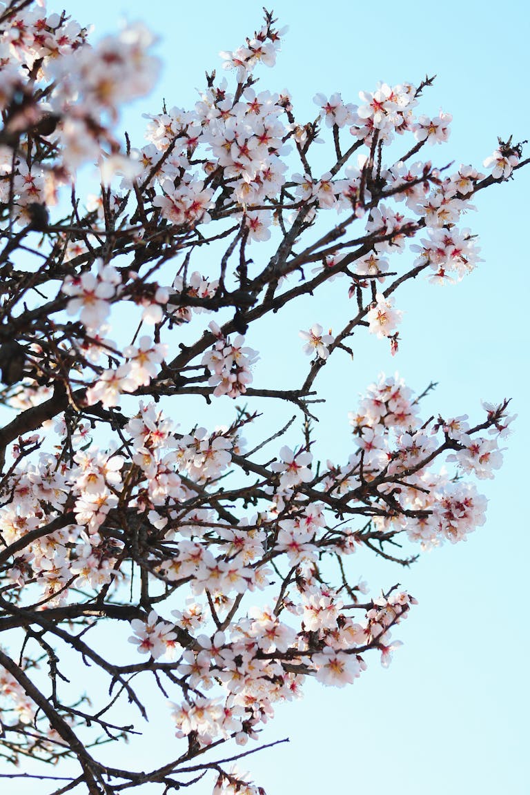 Almendro de secano vs. Almendro de regadío